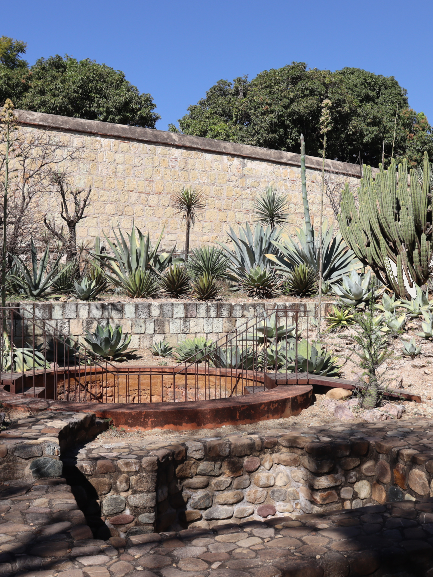 Colección del Jardín Etnobiológico de Oaxaca